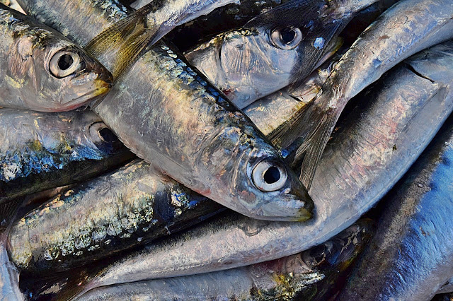 Chefs around the world choose Portuguese Fish as the best in the world